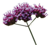 Вербена - Verbena