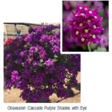 Вербена Obsession® Cascade Purple Shades with Eye, 1000 шт, Syngenta