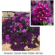 Вербена Obsession® Cascade Purple Shades with Eye, 1000 шт, Syngenta
