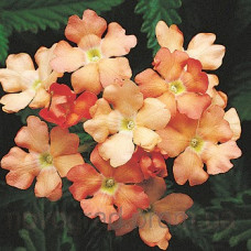 Вербена Obsession® Apricot