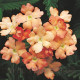 Вербена Obsession® Apricot