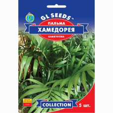 Пальма Хамедорея, 5  шт, GL SEEDS