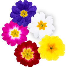 Примула бесстебельная Dania Early Potting Mix
