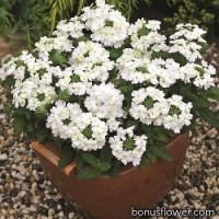 Вербена Tuscany® F1 White, 50 шт, Syngenta