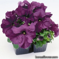 Петунія великоквіткова Limbo GP deep purple, 250 шт, Hem Genetics