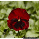 Виола Виттрока Fino F1 Red with Blotch