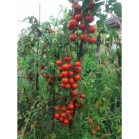 Томат Benarys Gardener's Delight (80см),  Benary, 50 шт