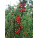 Томат Benarys Gardener's Delight (80см),  Benary, 50 шт