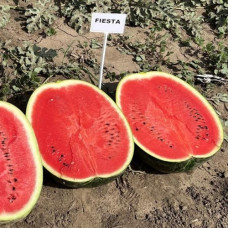 Кавун Fiesta F1 Фієста (CRX 10491), 5 шт, Cora seeds