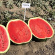 Кавун Fiesta F1 Фієста (CRX 10491), 50 шт, Cora seeds