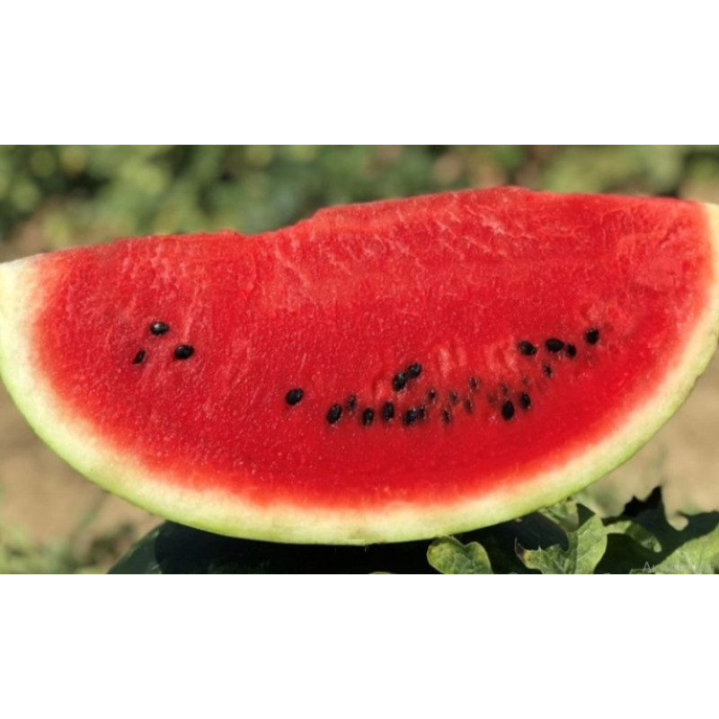 Кавун Fiesta F1 Фієста (CRX 10491), 50 шт, Cora seeds