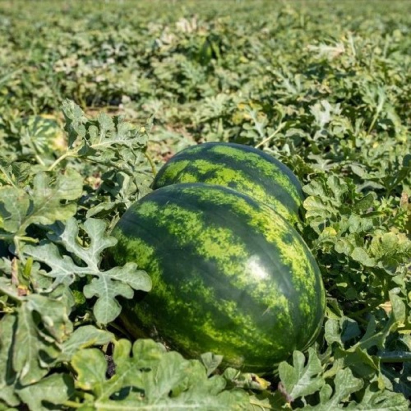 Кавун Fiesta F1 Фієста (CRX 10491), 50 шт, Cora seeds