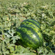 Кавун Fiesta F1 Фієста (CRX 10491), 50 шт, Cora seeds