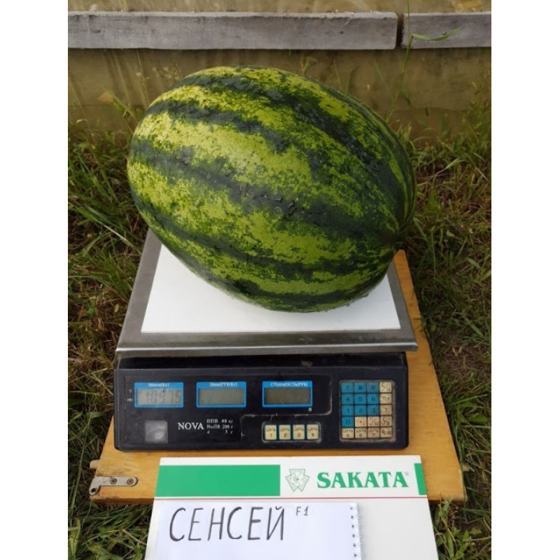 Кавун СЕНСЕЙ F1, 10 шт, Sakata