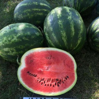 Кавун Green Jar F1 Грін Джар, 1000 шт, Seminis