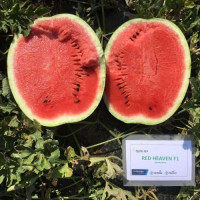 Кавун Red Heaven F1, 5 шт, Seminis