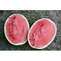 Кавун Бютіфул F1 50 шт, Spark Seeds