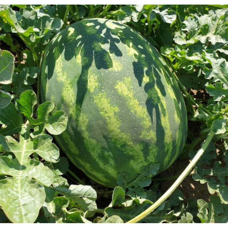 Кавун Оранж Лакшері F1 5 шт, Spark Seeds