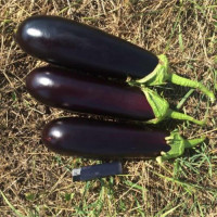Баклажан Мірінда F1 50 шт, Spark Seeds