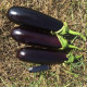 Баклажан Мірінда F1 10 шт, Spark Seeds
