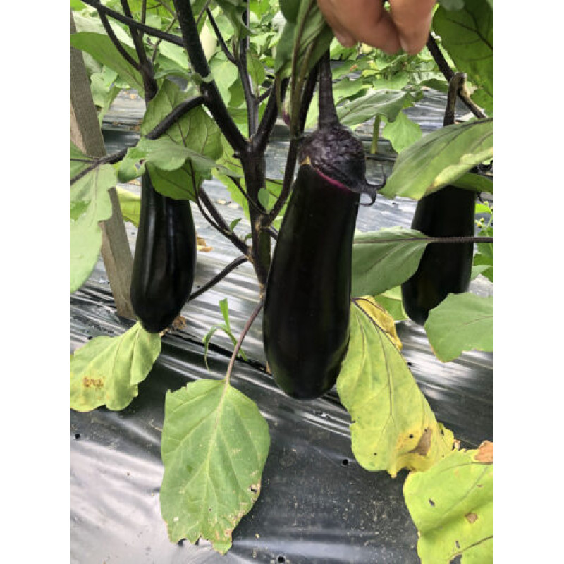Баклажан Ден F1 5 шт, Spark Seeds