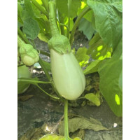 Баклажан білий Міракл F1 25 шт, Spark Seeds