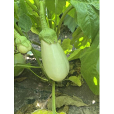 Баклажан білий Міракл F1 5 шт, Spark Seeds