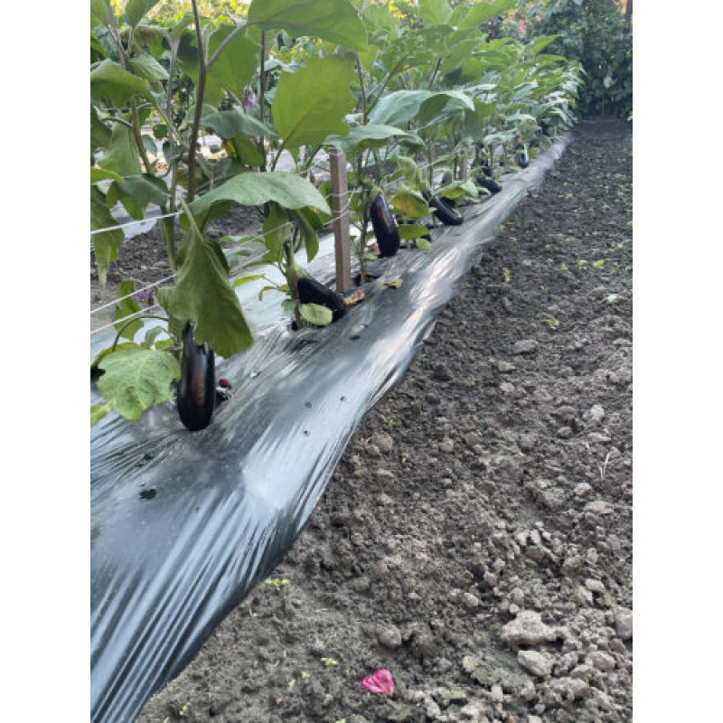 Баклажан Міла F1 250 шт, Spark Seeds