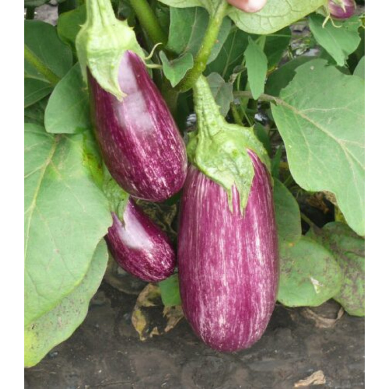 Баклажан Ріко F1 5 шт, Spark Seeds