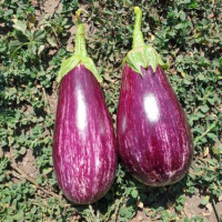 Баклажан Ріко F1 25 шт, Spark Seeds