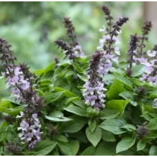 Базилік Floral Spires Lavender, 10 шт, Floranova