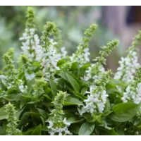 Базилік Floral Spires White, 250 шт, Floranova