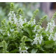 Базилік Floral Spires White, 50 шт, Floranova