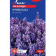 Лаванда Кримська 0,1 г, Gl Seeds