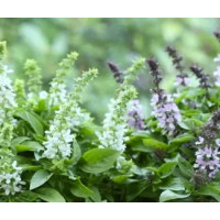 Базилік Floral Spires Mix (25 см, 56 дн.), 1000 шт, Floranova