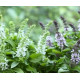 Базилік Floral Spires Mix (25 см, 56 дн.), 10 шт, Floranova