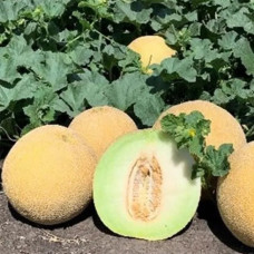 Диня Curella / Курелла F1 5 шт, Seminis