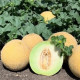 Диня Curella / Курелла F1 25 шт, Seminis