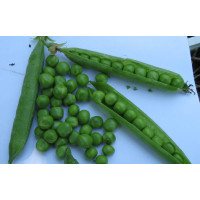 Горох  Кінгсайз 100 шт, Spark Seeds