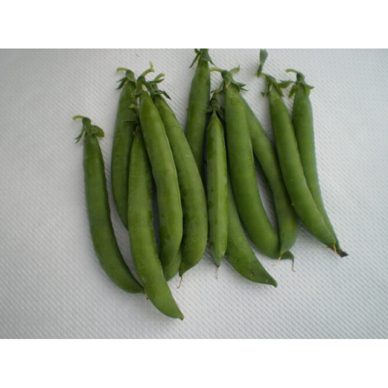 Горох  ПРОДІДЖІ 100 шт, Spark Seeds