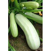 Кабачок Квета 100 г, Тирас
