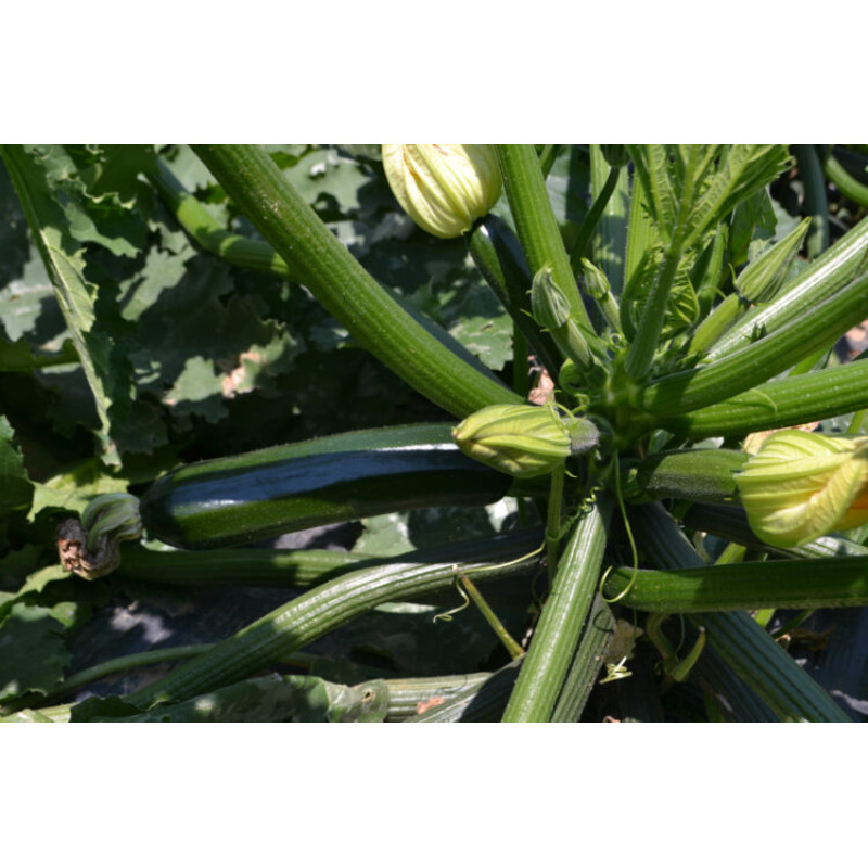 Кабачок Базальт F1 500 шт, Spark Seeds