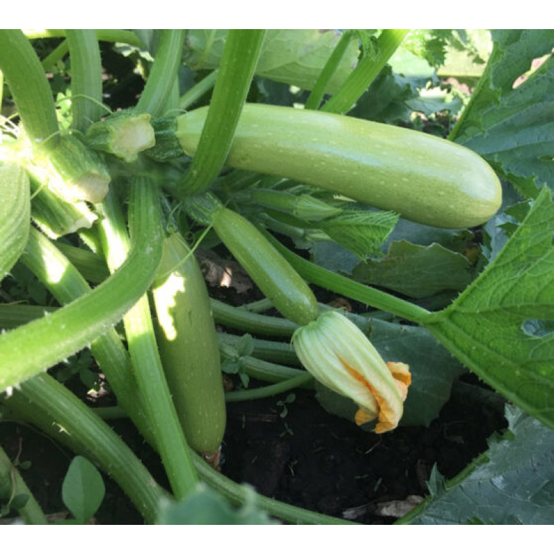 Кабачок Теренум F1 5 шт, Spark Seeds