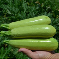 Кабачок Теренум F1 100 шт, Spark Seeds