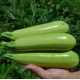 Кабачок Теренум F1 5 шт, Spark Seeds