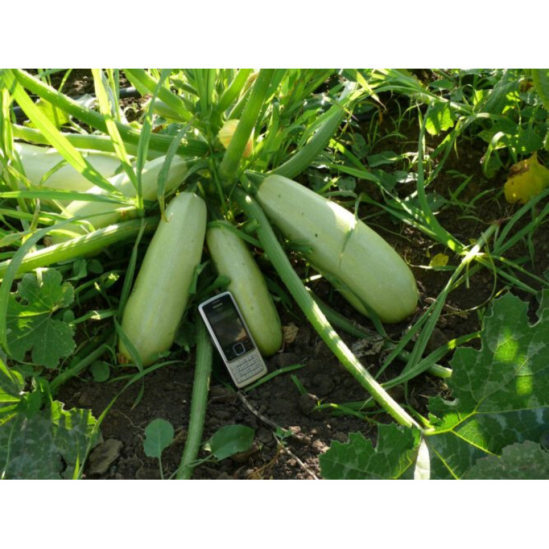 Кабачок Муфаса F1 100 шт, Spark Seeds