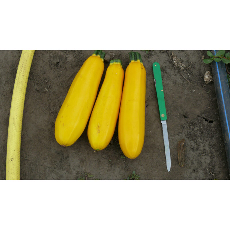 Кабачок Голдстік F1 5 шт, Spark Seeds