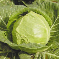 Капуста белокочанная Июньская
