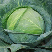 Капуста білоголова Агресор F1, 25 шт, Syngenta