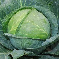 Капуста білоголова Агресор F1, 25 шт, Syngenta